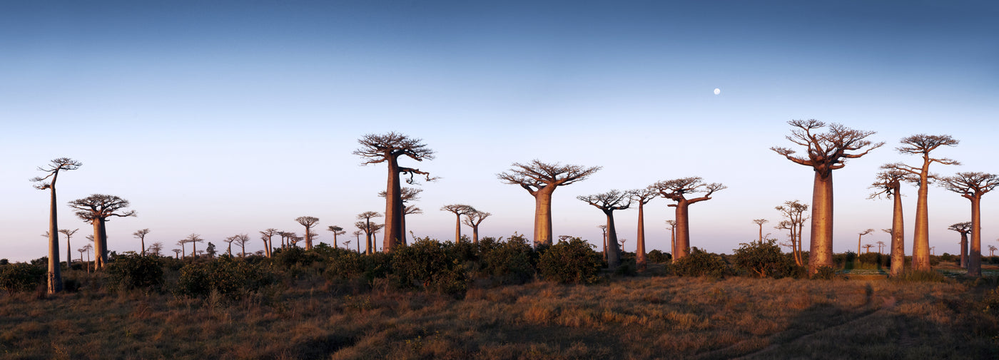 Wide landscape image of baobab trees with a beautiful blue sky. Boabab trees. Tree of Life. Baobab Fruits. African landscape.